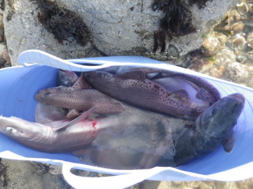 illegal fish netting on Sussex beach.png